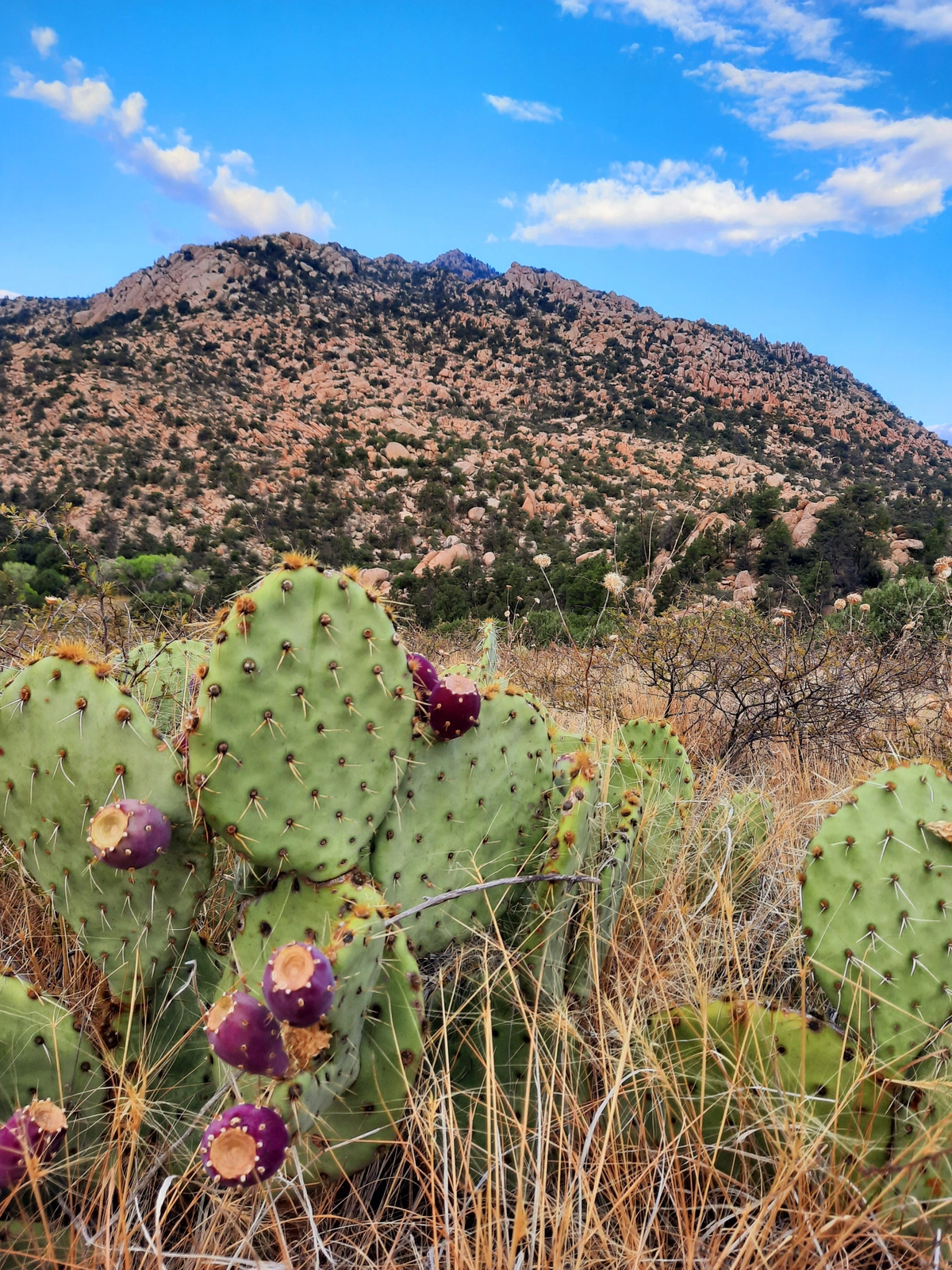 Prickly pear cactus in front of Granite Mountain in Prescott AZ