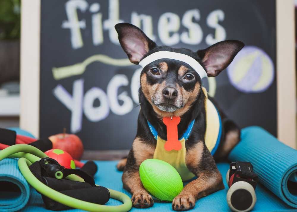 A little dog dressed up in athletic gear