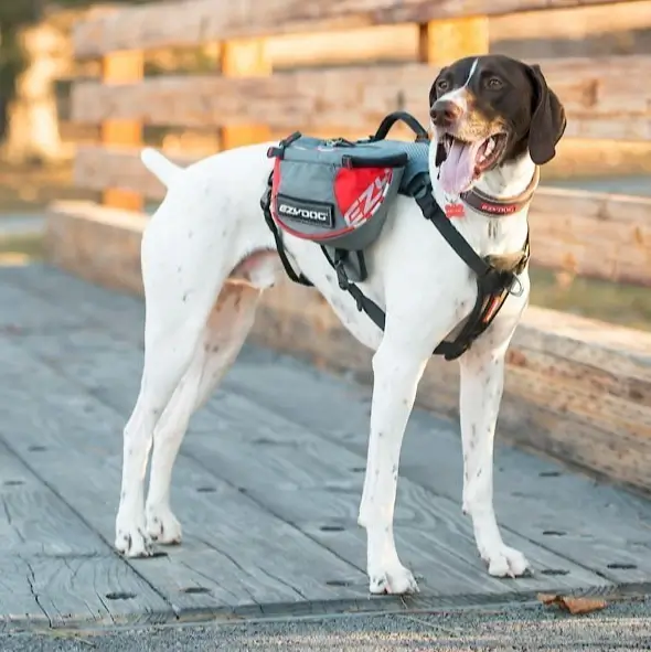 ezydog.backpack (1).webp