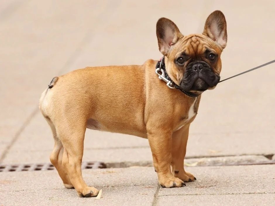 Fawn French Bulldog standing on sidewalk in full side profile showing bat ears and compact body