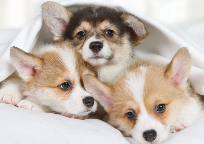 corgi.puppies.webp