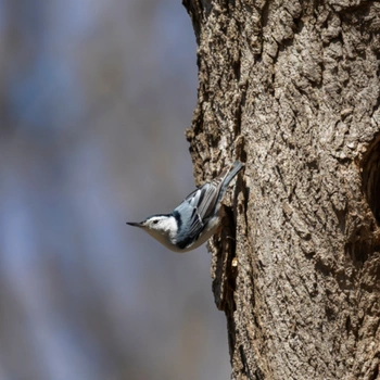 Alabama Birds White-Breasted Nuthatch