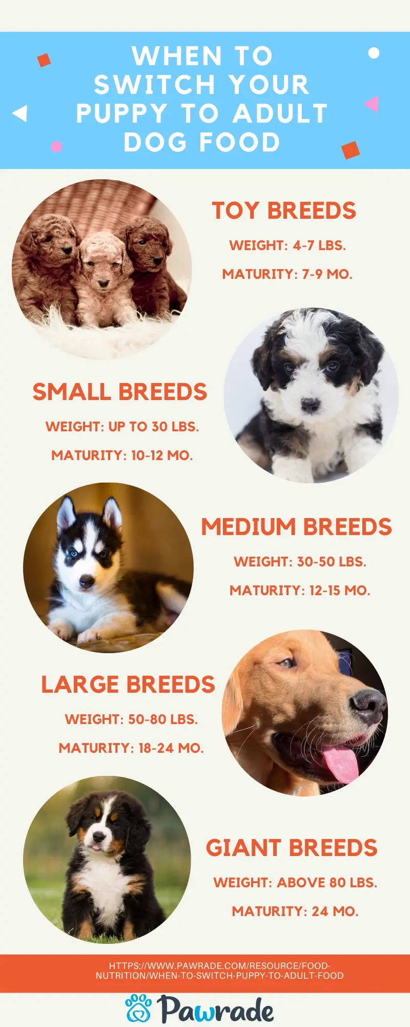 When to move from puppy food 2024 to dog food