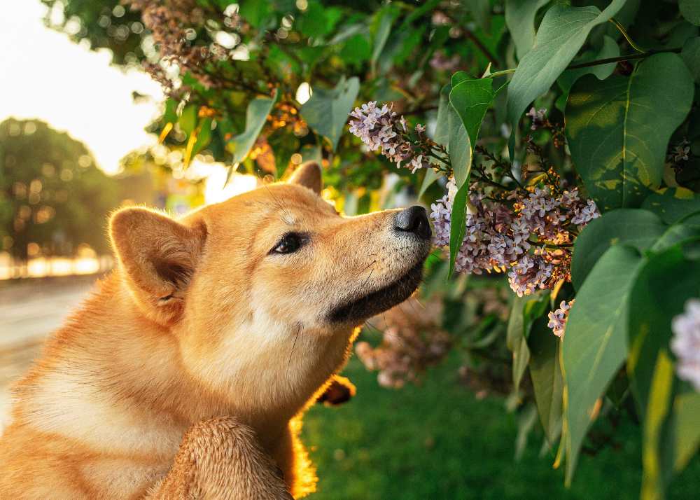 shibainusniffingflower.jpg