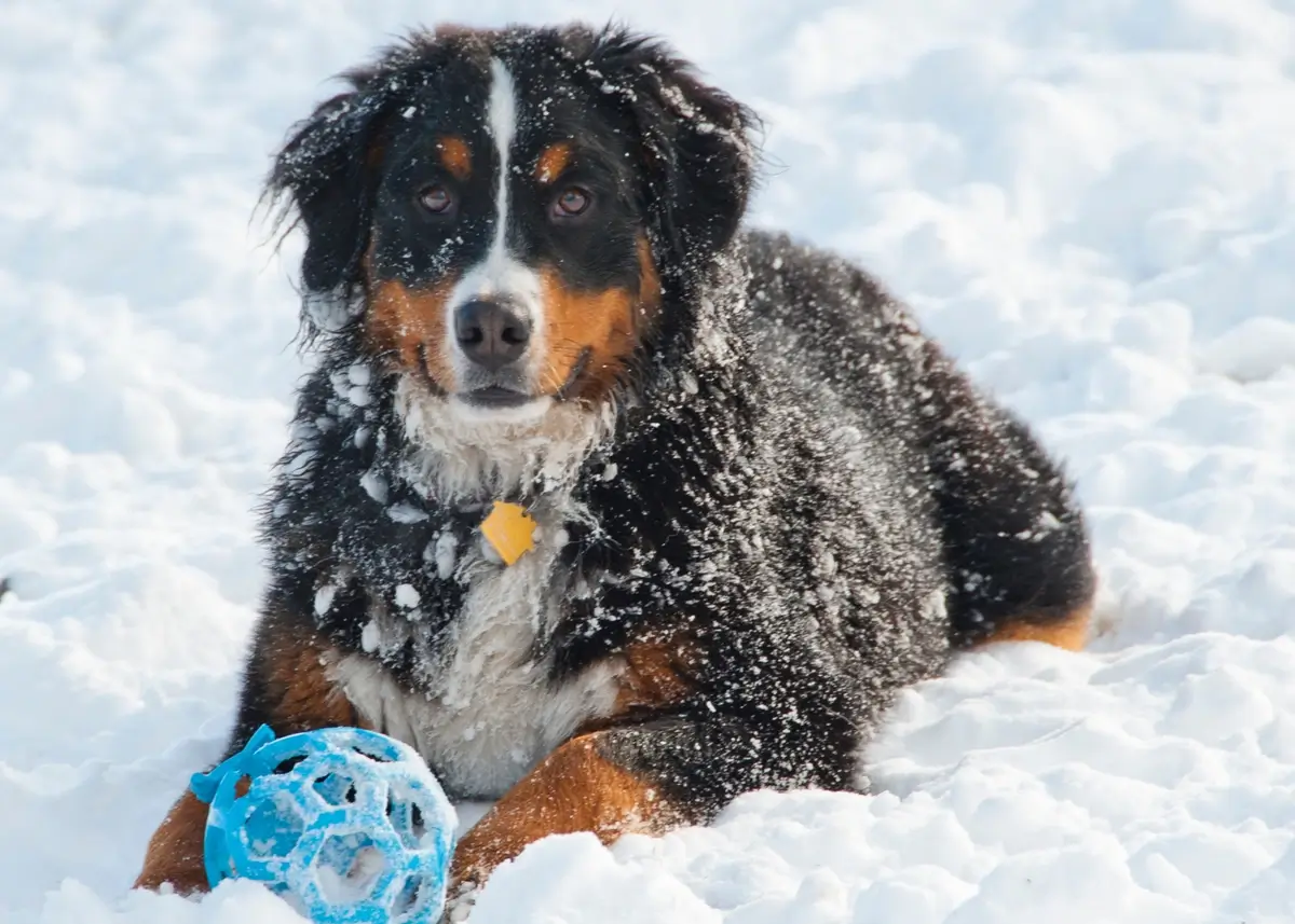 Bernese Mountain Dog puppy in the snow with a blue honeycomb ball