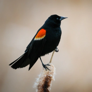 Alabama Birds Red-Winged Blackbird