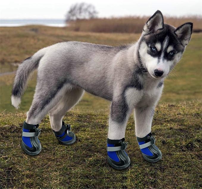 Husky hotsell with shoes