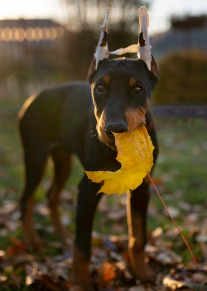 dobermanearcrop.webp