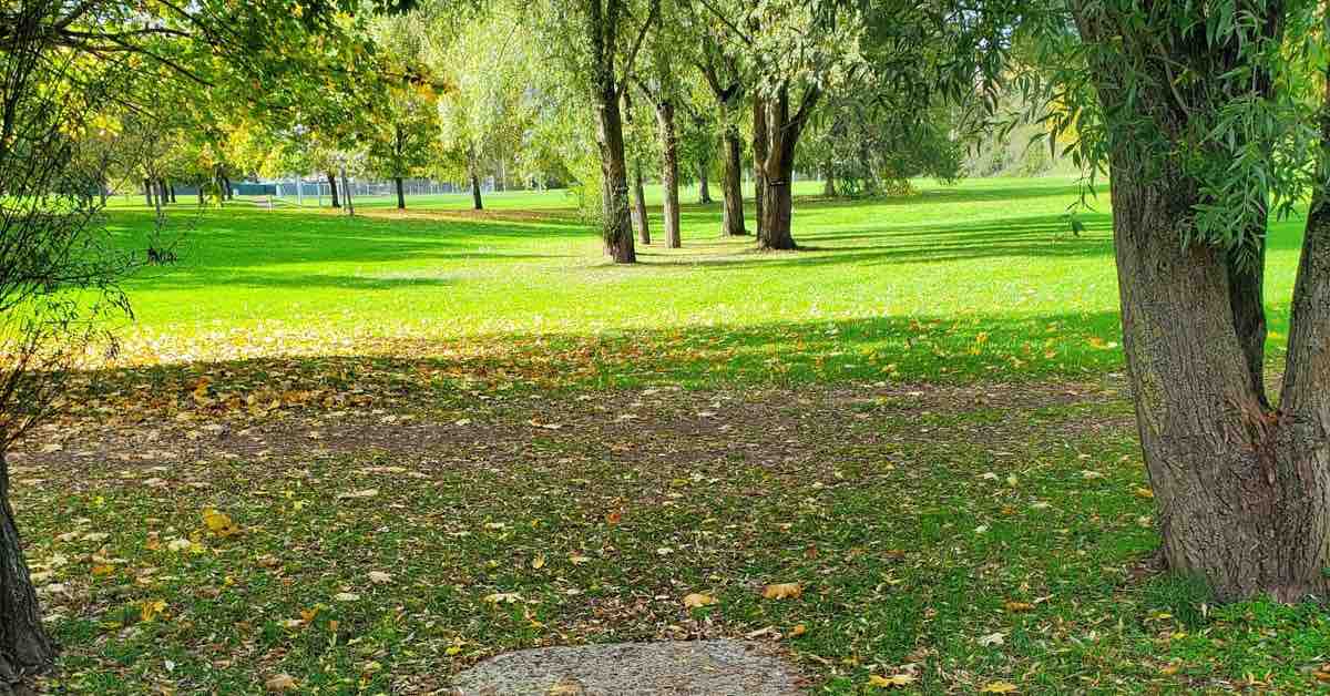 A concrete disc golf tee pad in a green park area with green grass and scattered mature trees