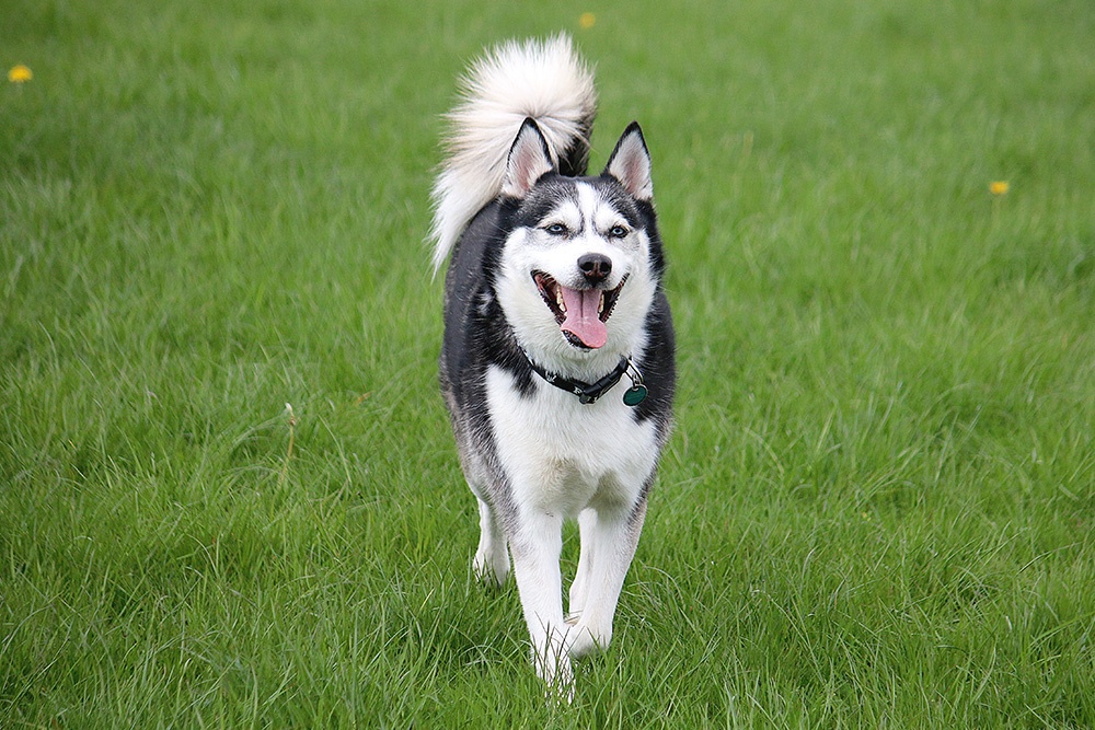 how much should my husky puppy eat