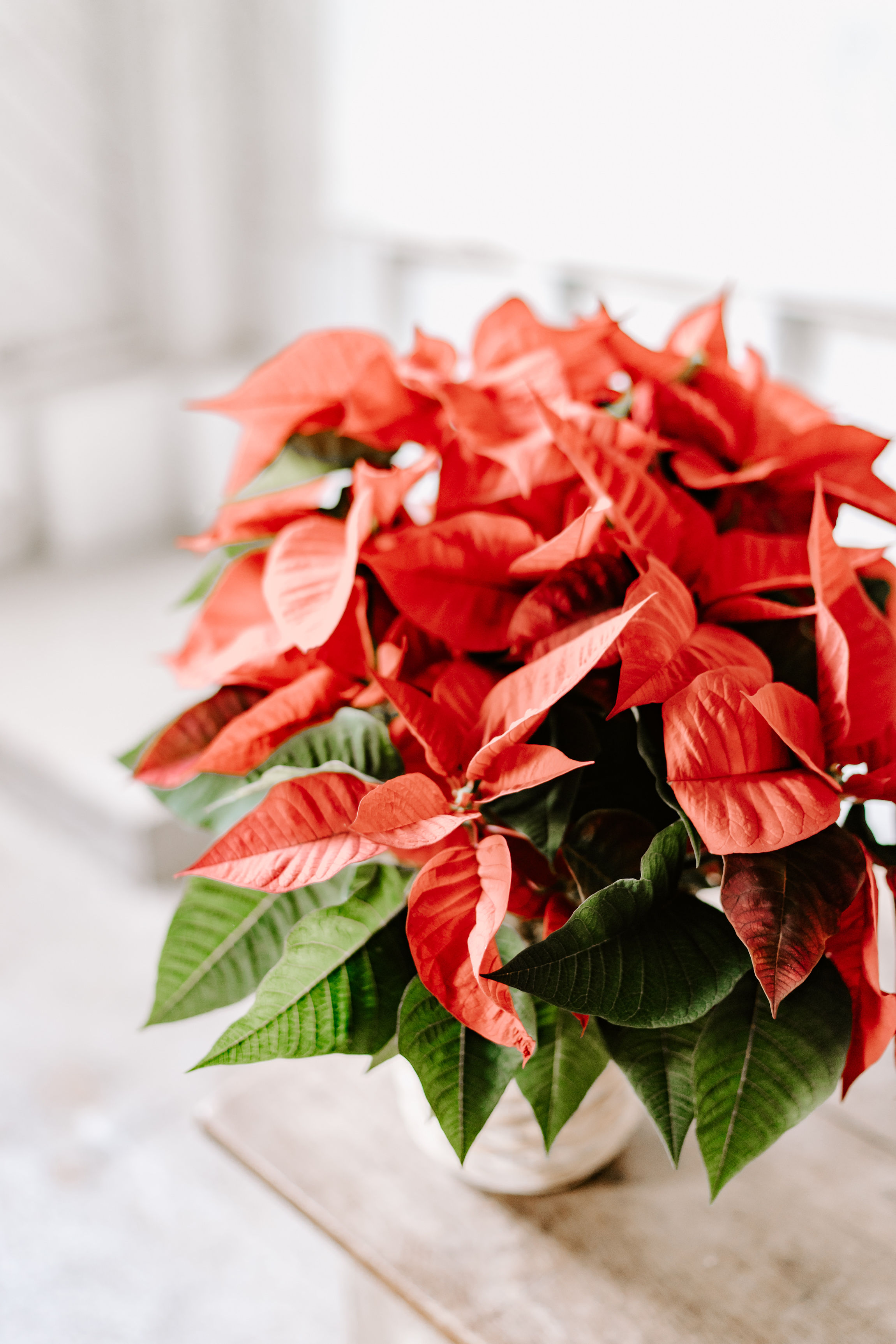 Red Poinsettia Plant