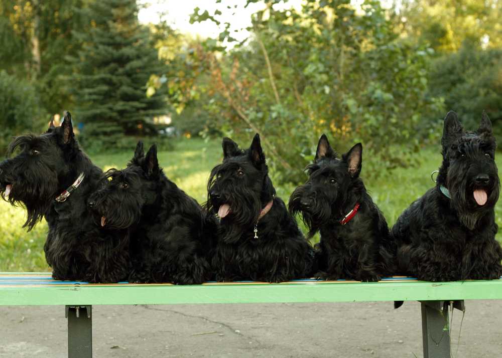 5 Scottish Terriers sit on a bench