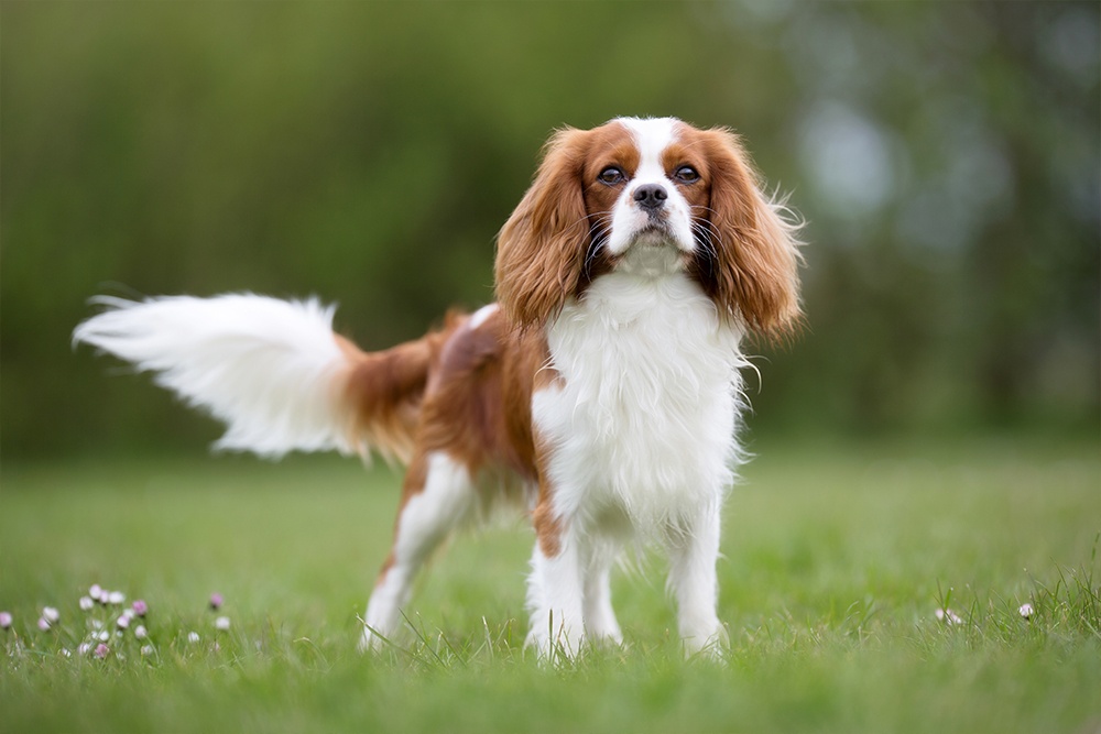 Cavalier King Charles Spaniel with Skin Allergies Nom Nom