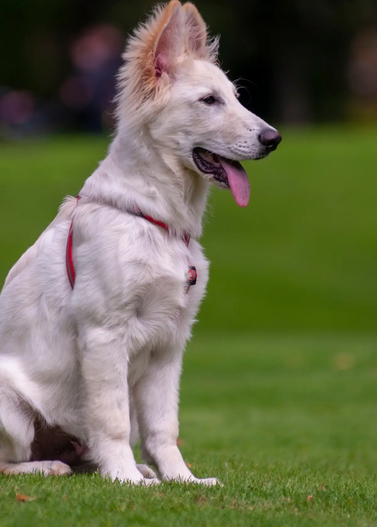 whitegermanshepherd (1).webp