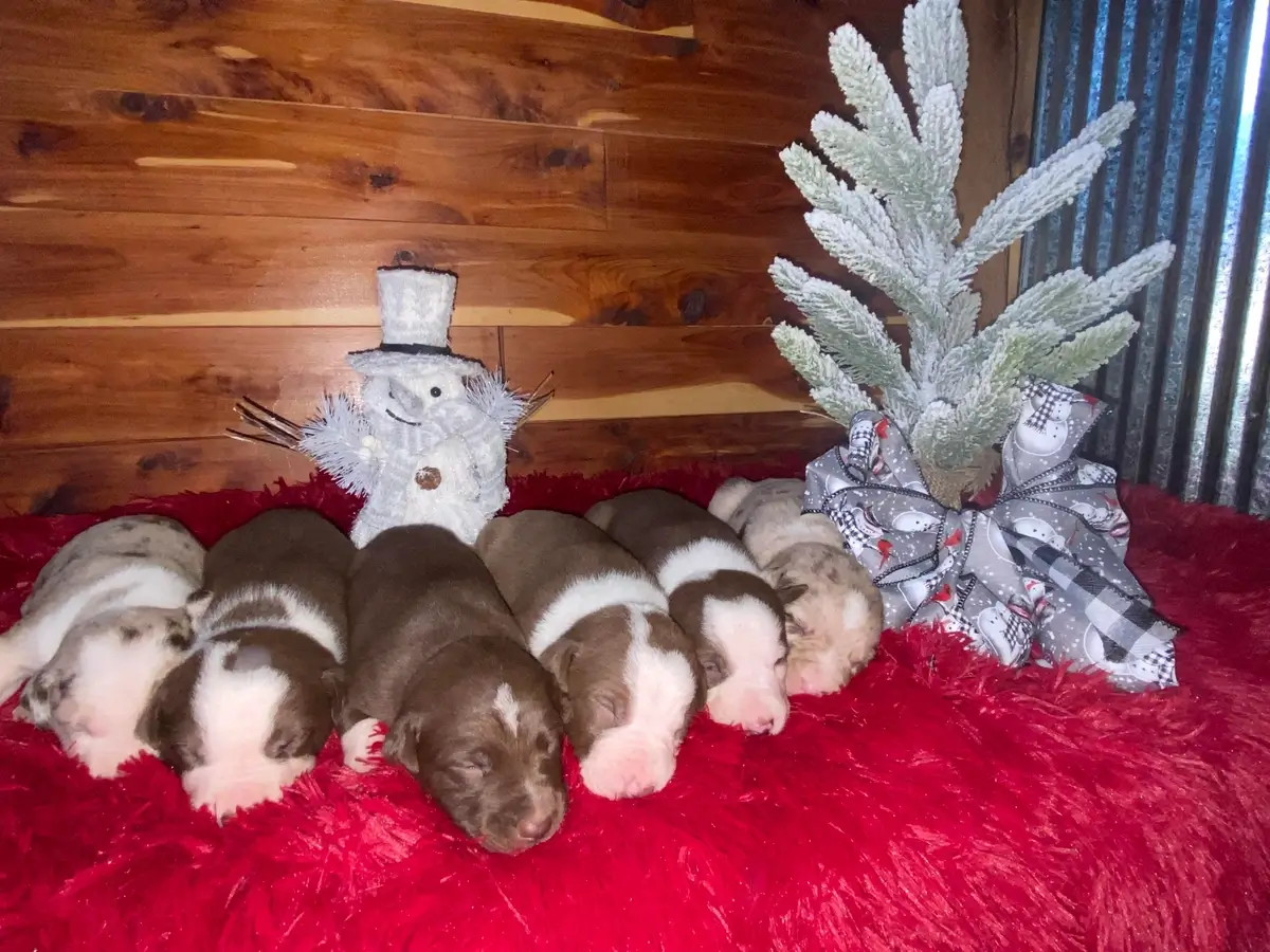 christmas_puppies_-_Cindy_Walter (1)....