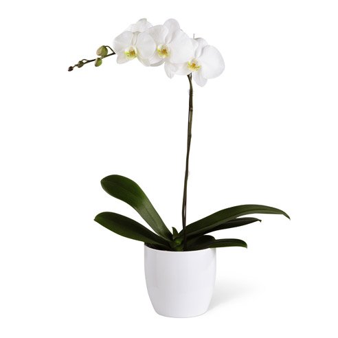 Should you send breakup flowers with white orchid plants