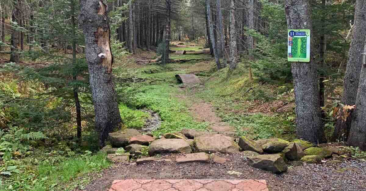 The end of a decorative brick disc golf tee pad and a tight, wooded fairway