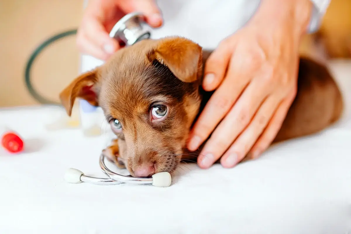Choosing the Best Veterinarian For Your Puppy