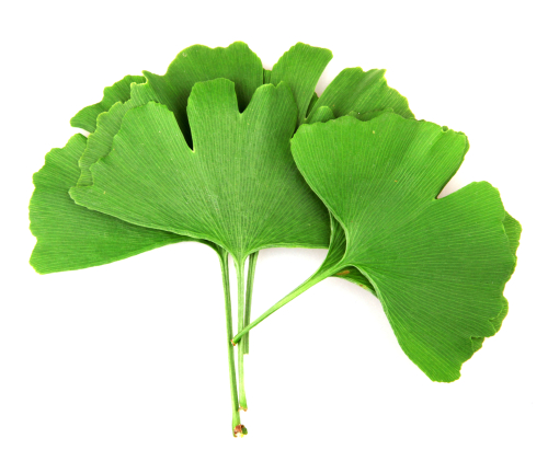 Ginkgo biloba leaf for E.D.