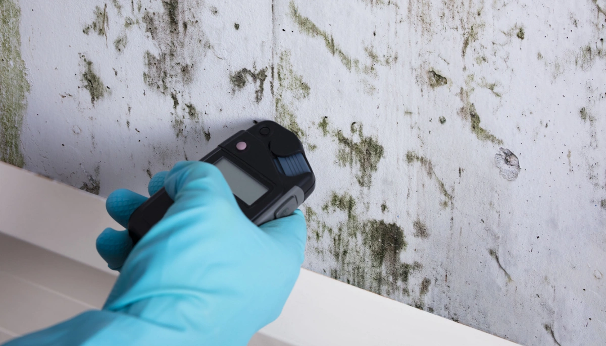 mold in rental properties