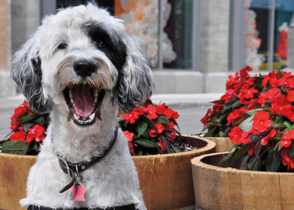 A Portuguese Water Dog smiles near potted red flowers