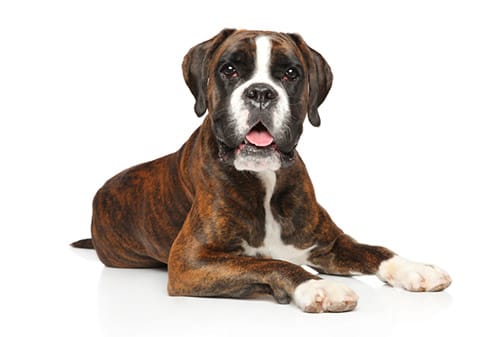Boxer Dog Breed Information Boxer Dogs Facts Boxer Dogs Boxer Puppies