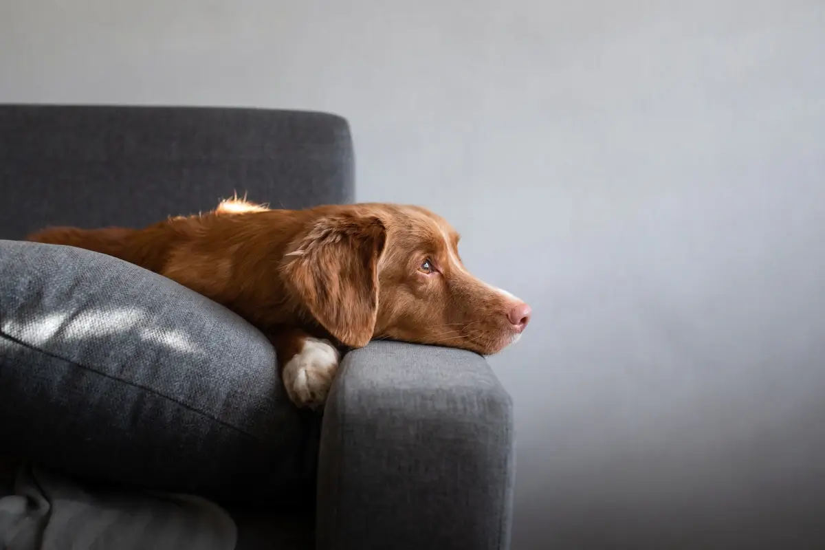 A dog with its head resting on the couch of the arm looking forlorn