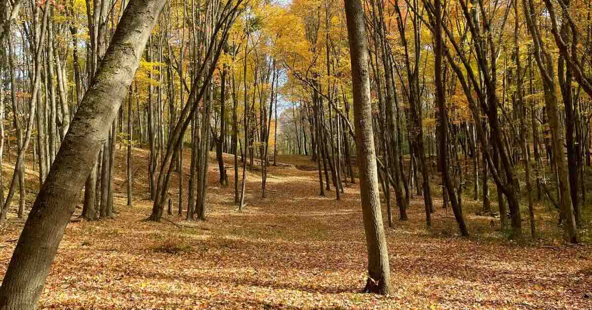 A narrow disc golf fairway in a tightly wooded area in fall colors