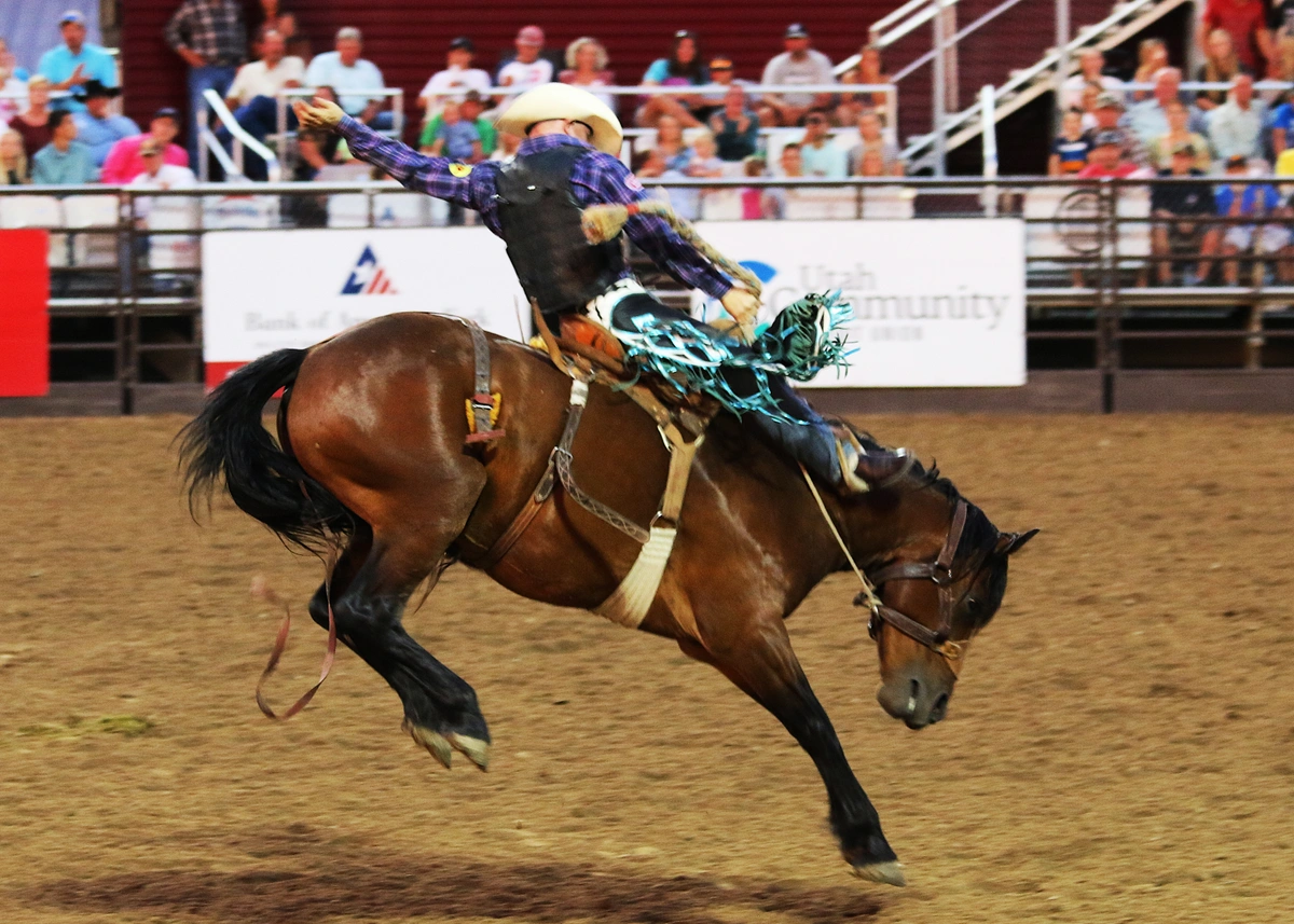 Horse bucking at rodeo