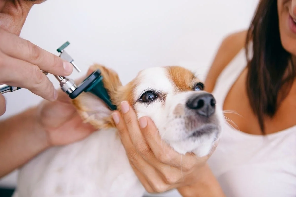 Veterinarian using an otoscope to check the ear of a white and tan beagle
