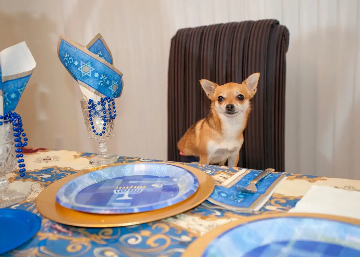 hanukkah.dogparty (1).webp