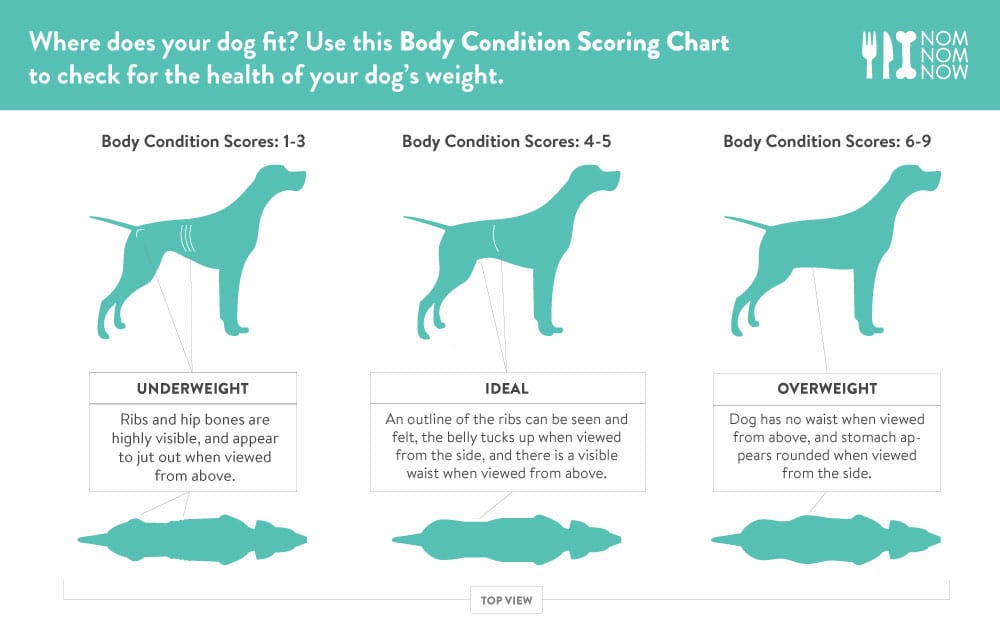 How to tell if your pet is obese — and why it matters