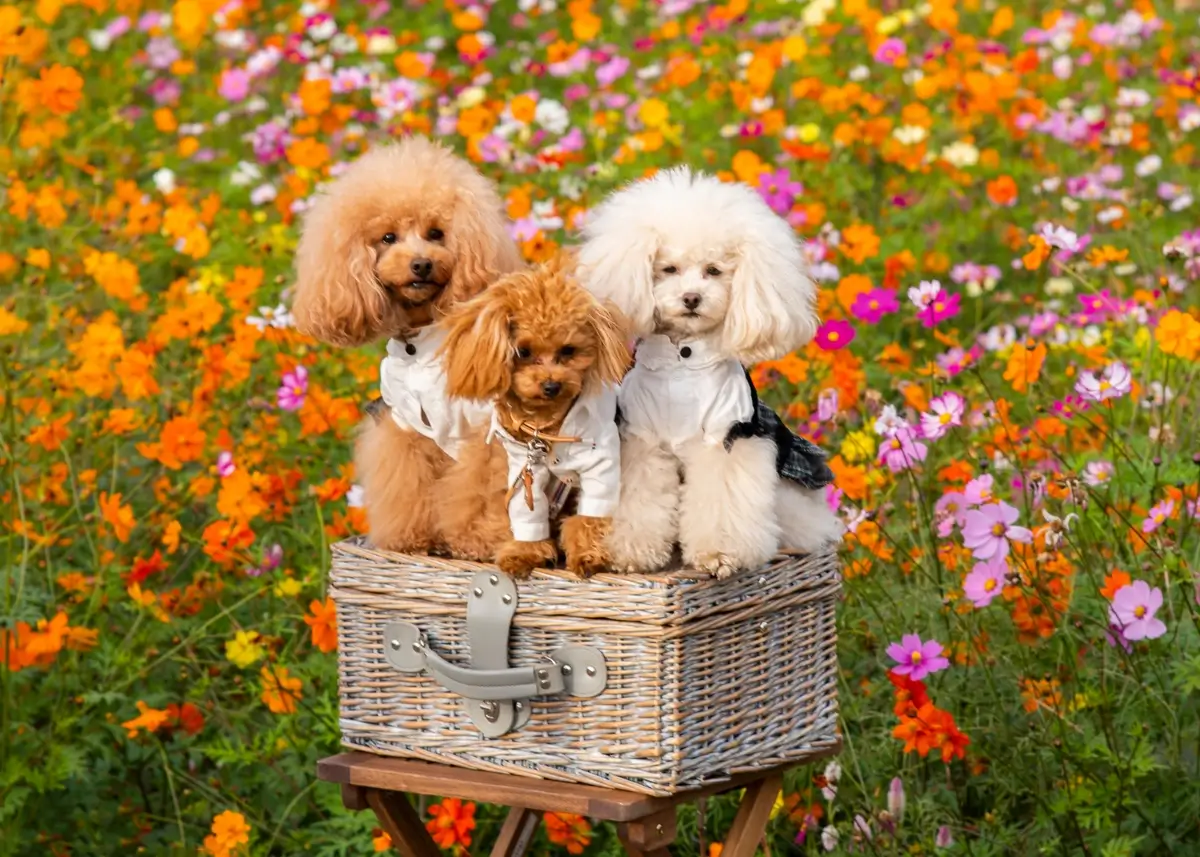 3 toy poodles, 2 tan and 1 cream, in a basket in a field of flowers