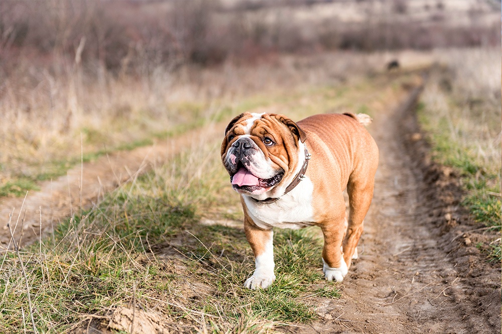 Dog food hotsell for english bulldogs