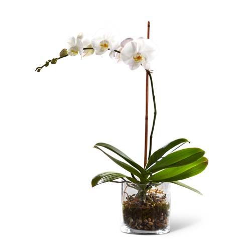 Should you send breakup flowers with white orchid planter