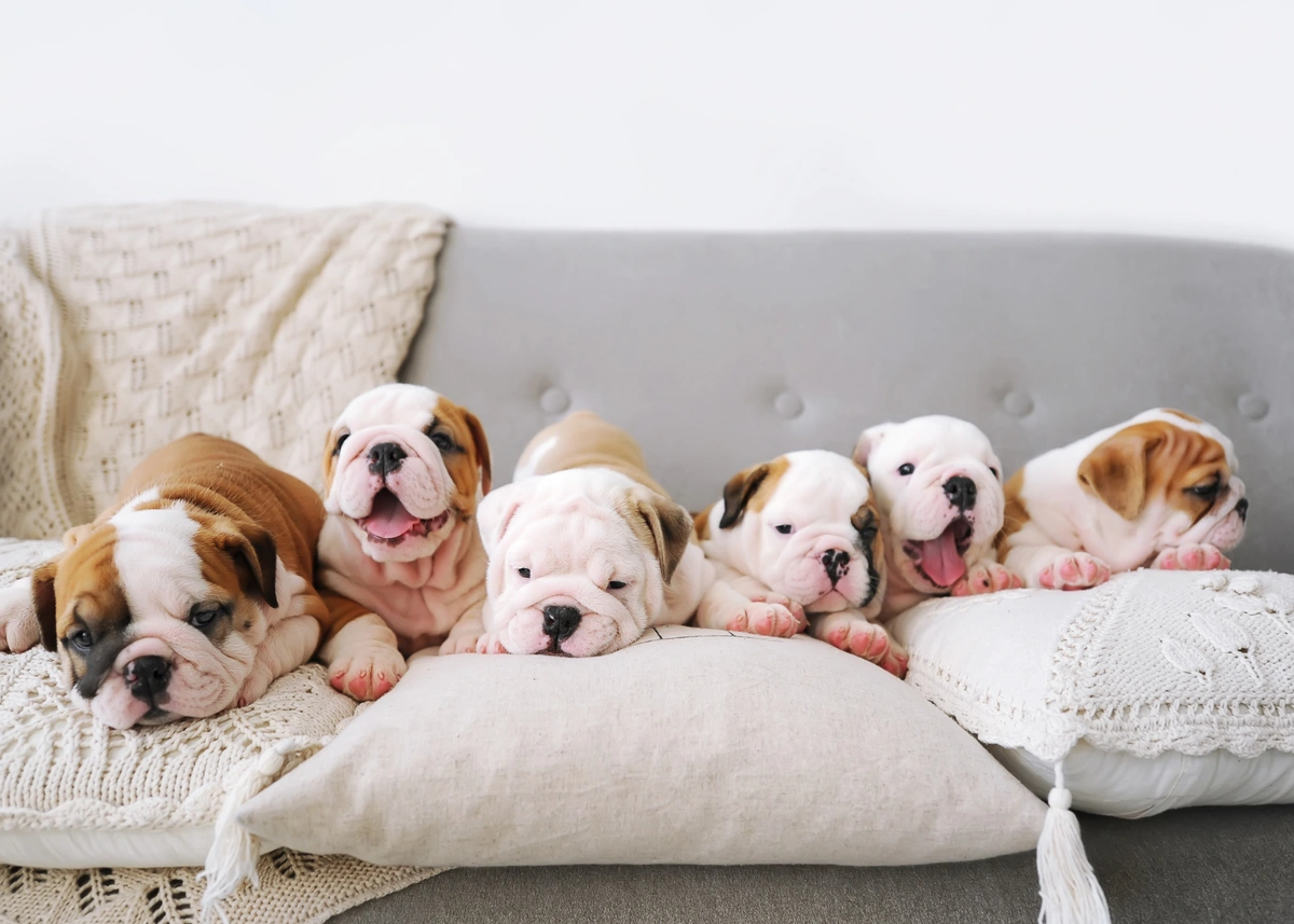 6 English Bulldog puppies on a couch