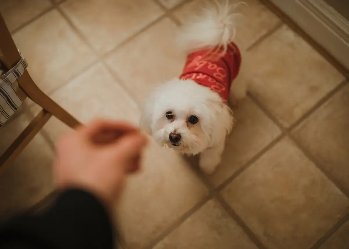 Untitled design (36) (1).webp