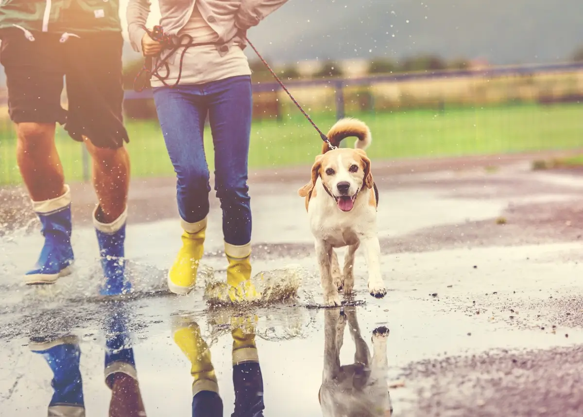 dogintherain (1).webp