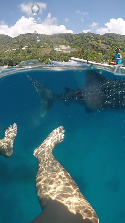 Whale Shark in Cebu