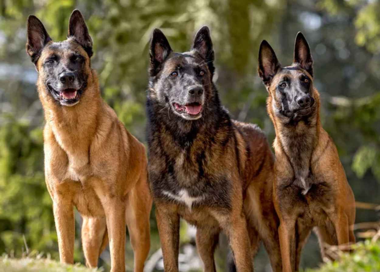 3 Belgian Malinois