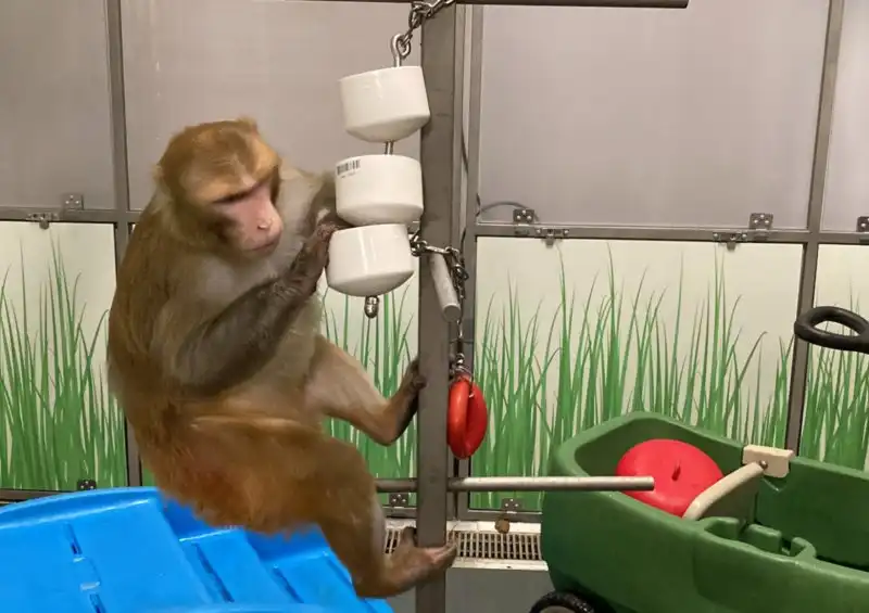 Code manipulates his foraging device on his perch.