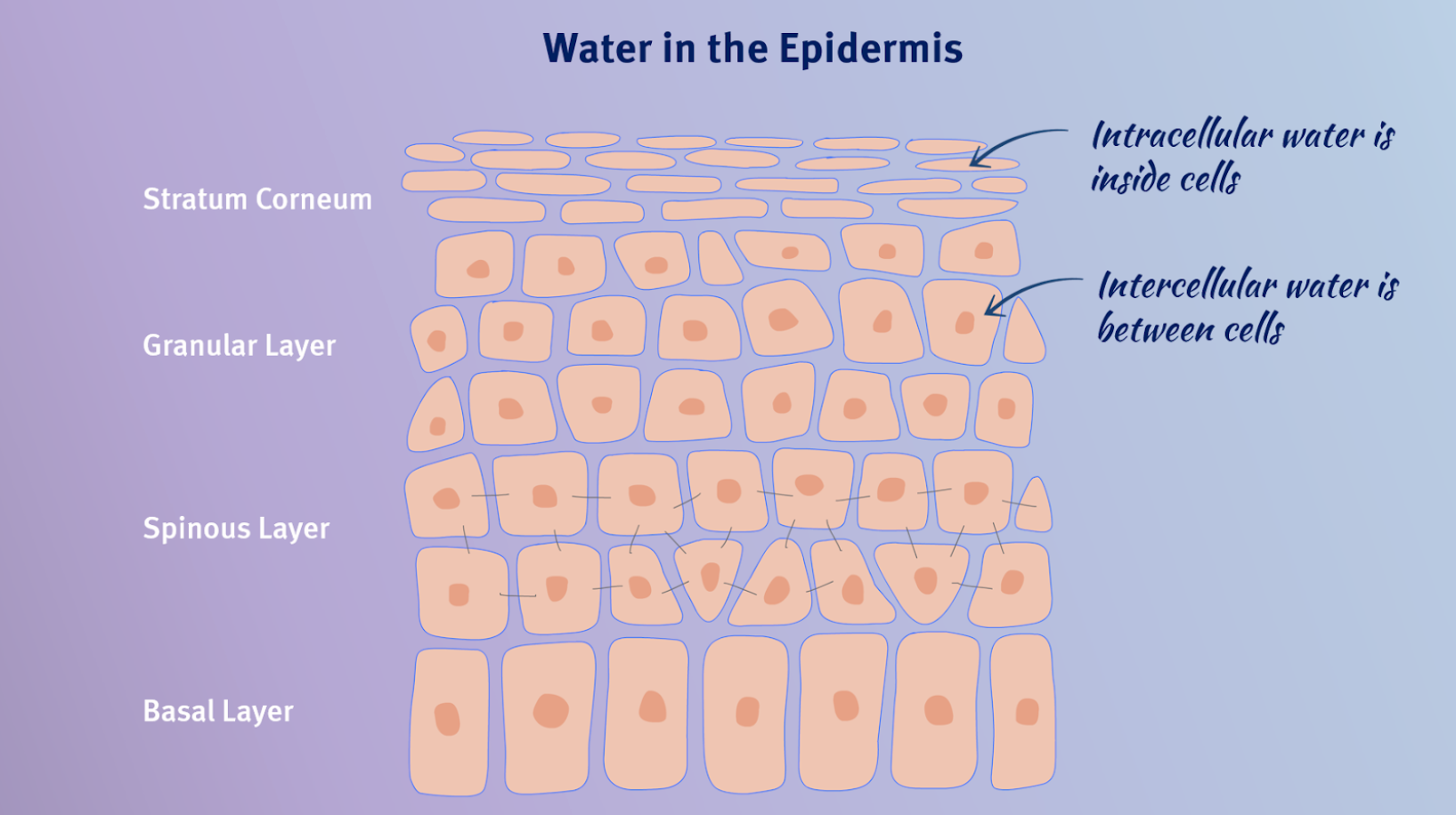 How Do Moisturizers Work?