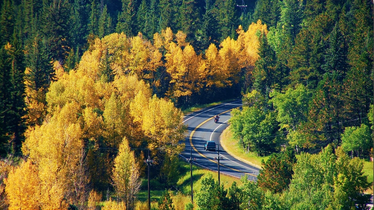 motorcyclists rides on a winding road lined with trees with yellow leaves