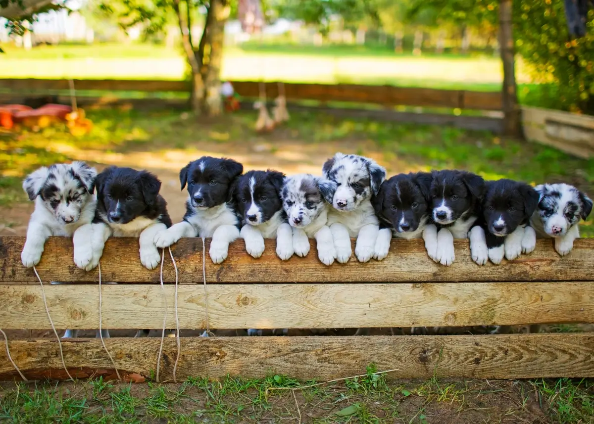 10 black and white border collie puppies in a row