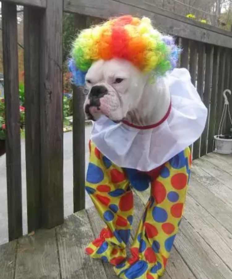 boxerclown.jpg