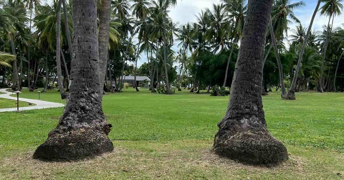 A mowed, grassy area with palm trees everywhere