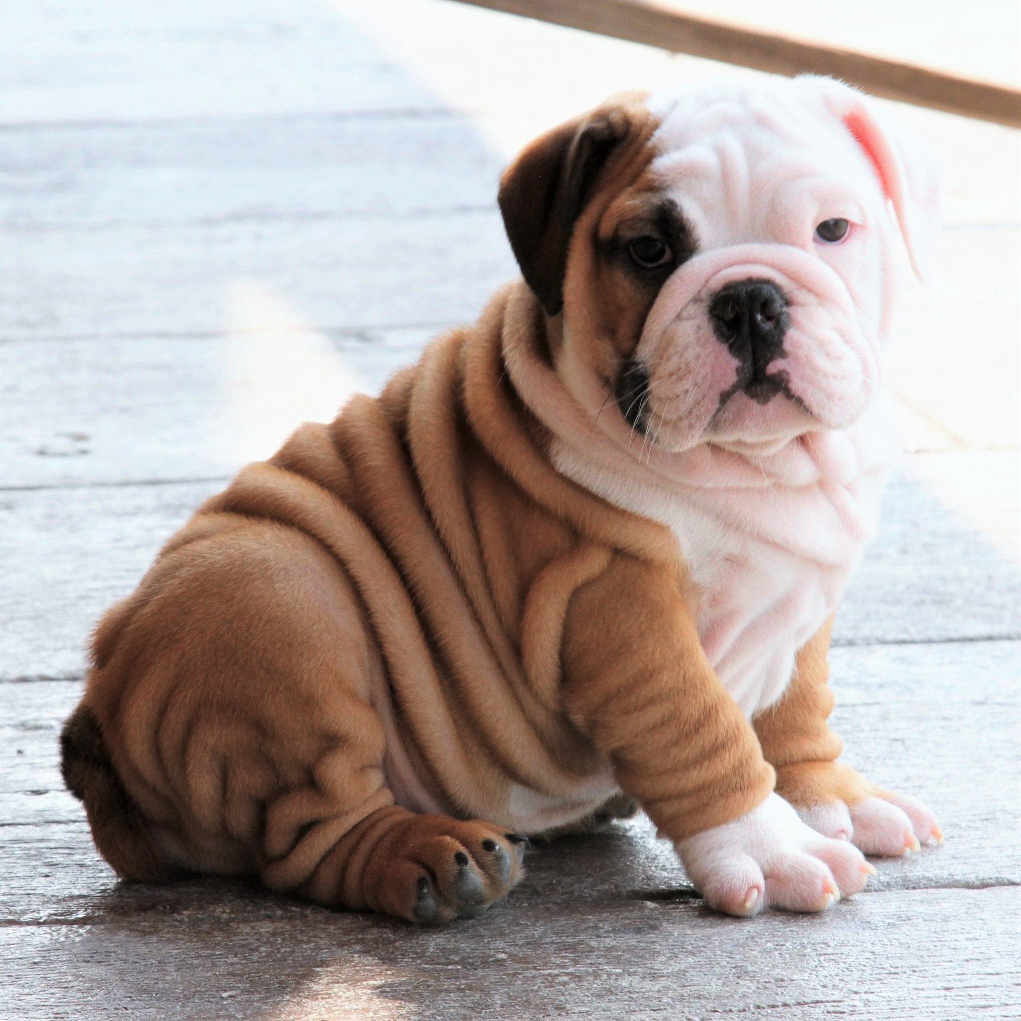 What Are the Best Companion Dog Breeds? PuppySpot