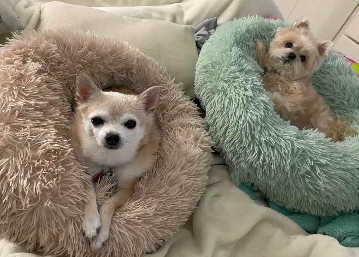 Two dogs rest on shaggy donut-shaped round dog beds while looking into the camera