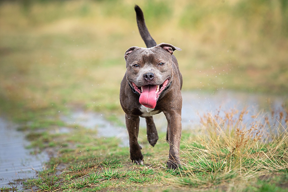 Food for pitbulls shop with skin problems