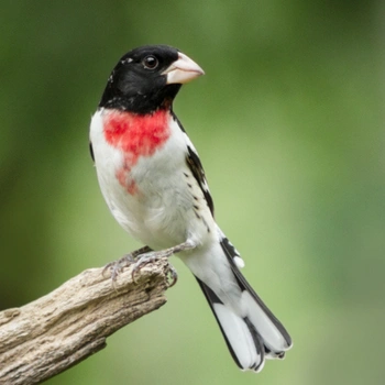 Alabama Birds Rose-Breasted Grosbeak